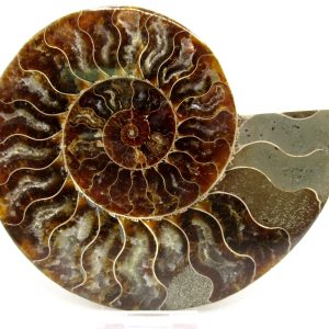 Madagascar Ammonite Pair Fossil for Sale LG+~ 5.91" #153