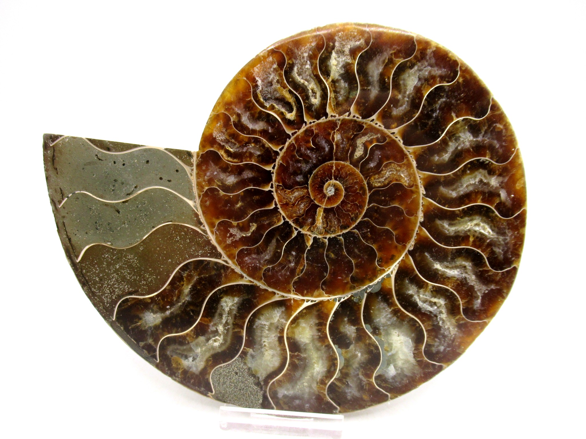 Genuine Jurassic Age Brittle Star Fossil for Sale from Germian #45c