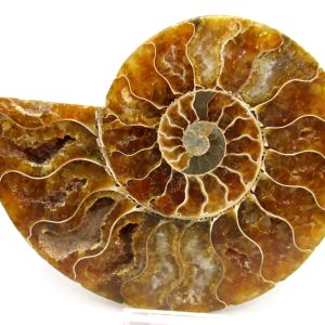 Madagascar Ammonite Pair Fossil for Sale LG+~ 5.51" #154