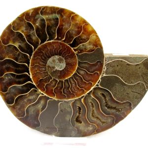 Madagascar Ammonite Pair Fossil for Sale LG+~ 5.22" #155