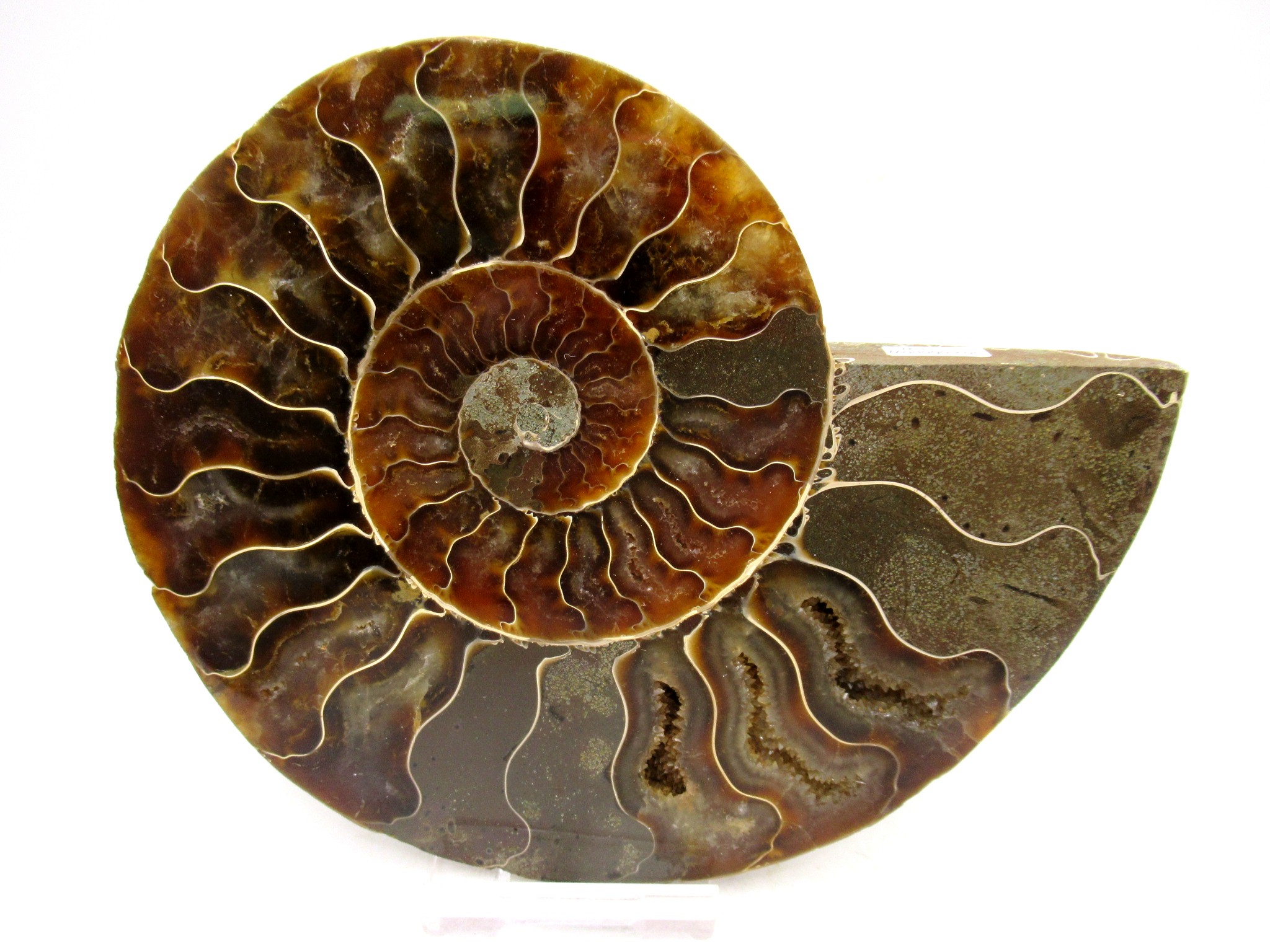 Madagascar Cretaceous Cleoniceras Ammonite LG+ Pair 155 | Fossils for Sale General Cretaceous Age Cleoniceras Ammonite Lg Pair Fossils From Madagascar For Sale #155