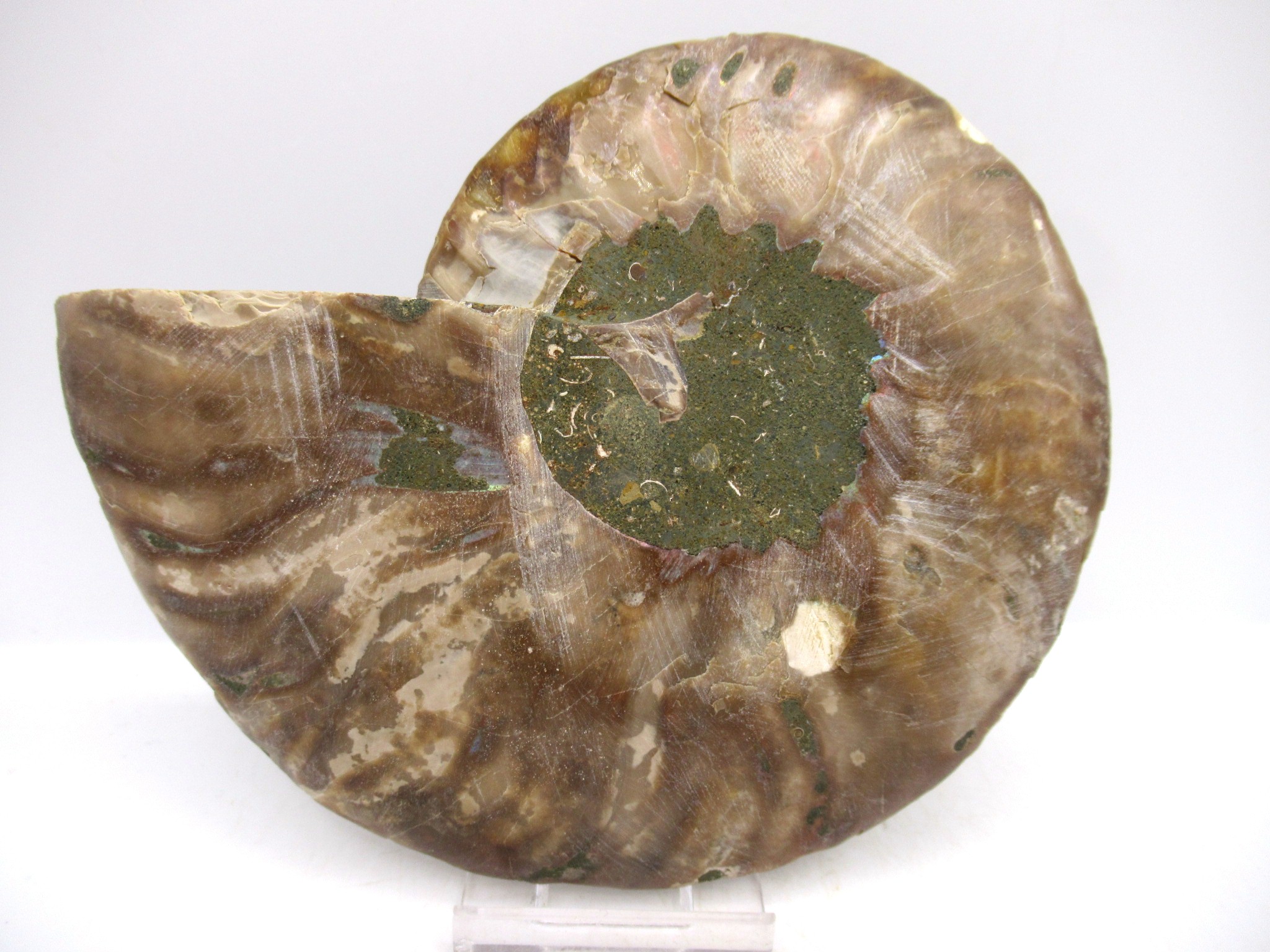 Madagascar Cretaceous Cleoniceras Ammonite LG+ Pair 155a | Fossils for Sale General Cretaceous Age Cleoniceras Ammonite Lg Pair Fossils From Madagascar For Sale #155a