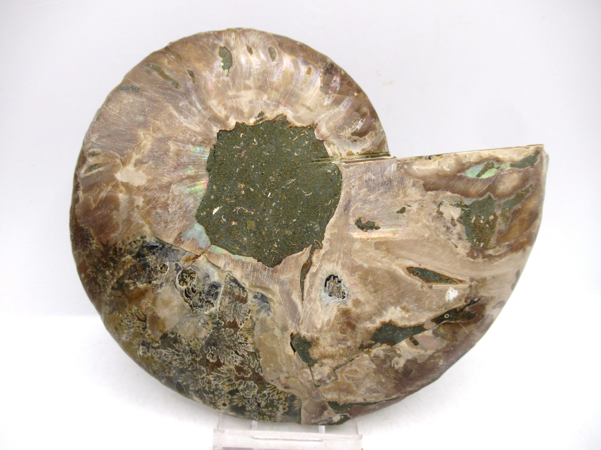 Madagascar Cretaceous Cleoniceras Ammonite LG+ Pair 155c | Fossils for Sale General Cretaceous Age Cleoniceras Ammonite Lg Pair Fossils From Madagascar For Sale #155c