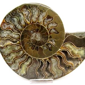 Madagascar Ammonite Pair Fossil for Sale LG+~ 5.79" #156
