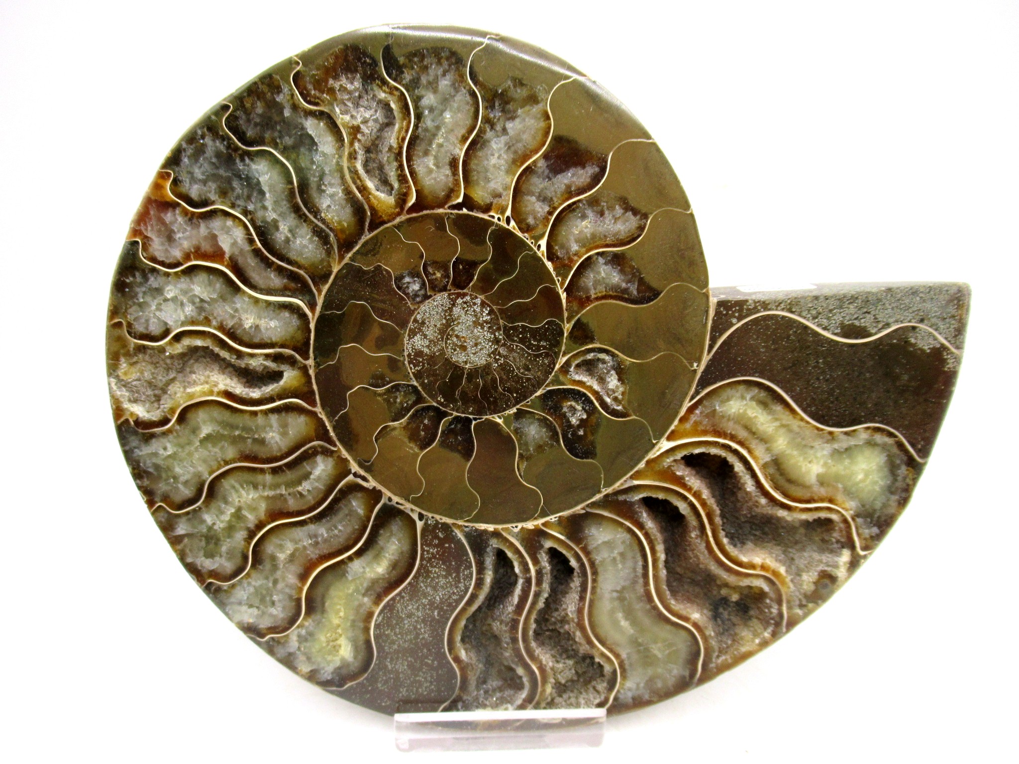 Madagascar Cretaceous Cleoniceras Ammonite LG+ Pair 156 | Fossils for Sale General Cretaceous Age Cleoniceras Ammonite Lg Pair Fossils From Madagascar For Sale #156