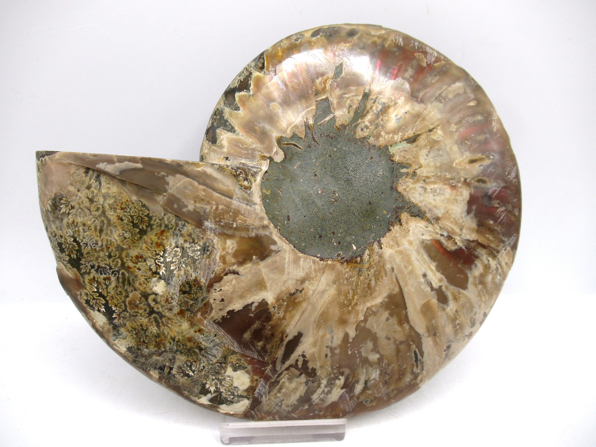 Madagascar Cretaceous Cleoniceras Ammonite LG+ Pair 156a | Fossils for Sale General Cretaceous Age Cleoniceras Ammonite Lg Pair Fossils From Madagascar For Sale #156a