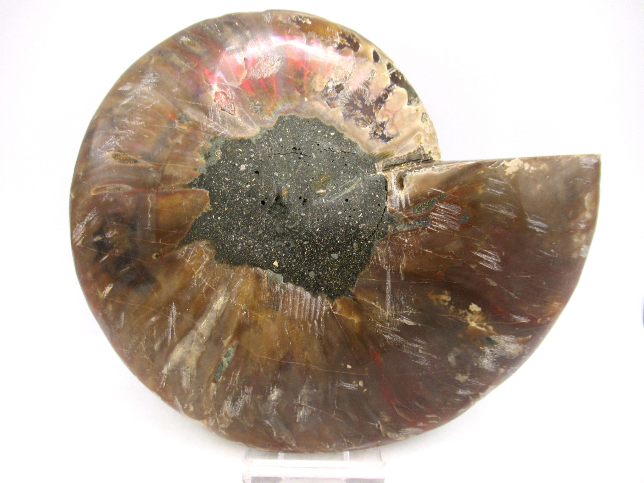 Madagascar Cretaceous Cleoniceras Ammonite LG+ Pair 156c | Fossils for Sale General Cretaceous Age Cleoniceras Ammonite Lg Pair Fossils From Madagascar For Sale #156c