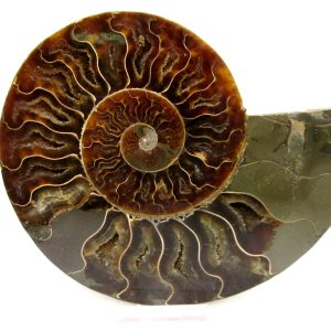 Madagascar Ammonite Pair Fossil for Sale LG+~ 5.73" #157