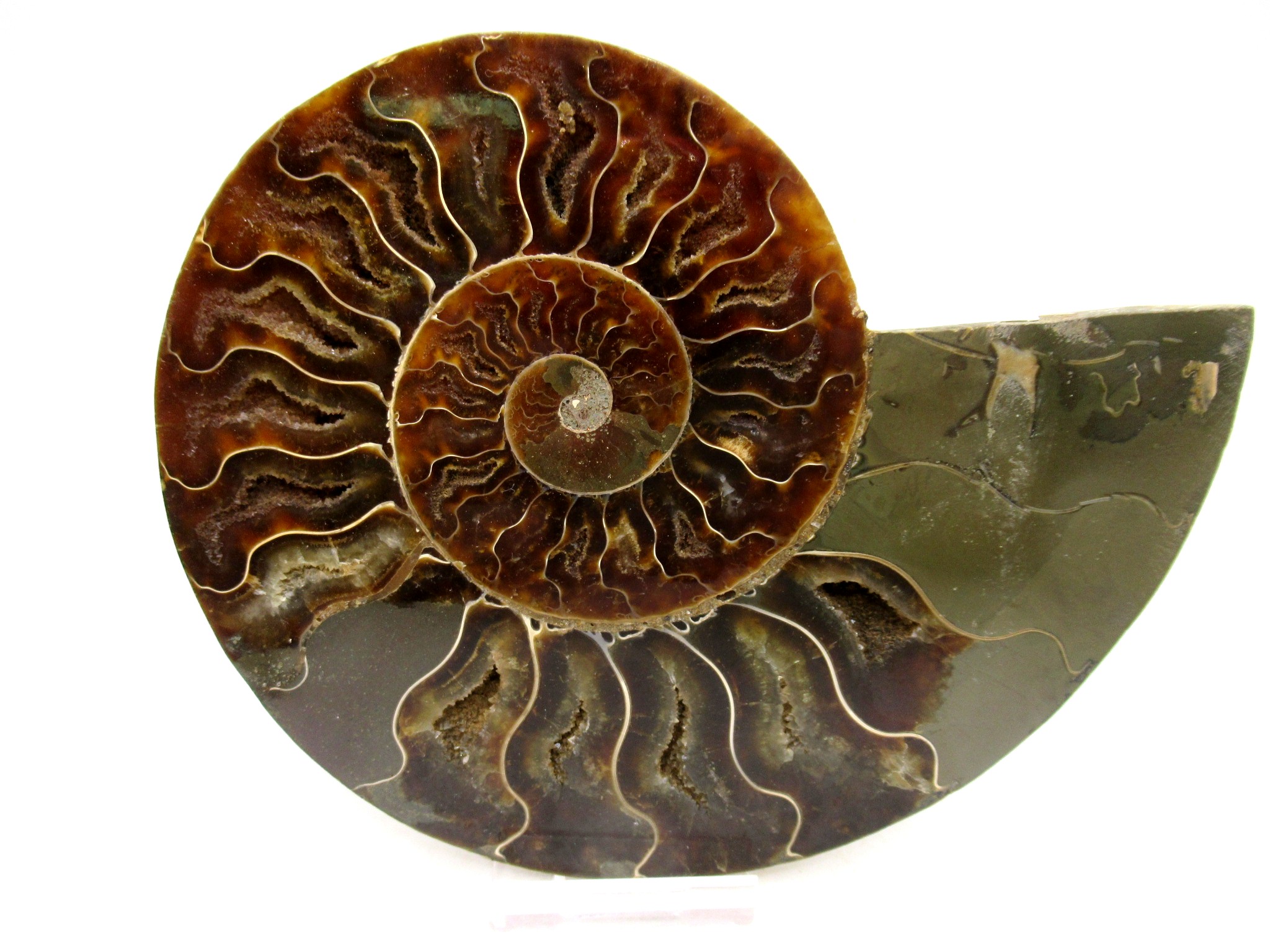 Madagascar Cretaceous Cleoniceras Ammonite LG+ Pair 157 | Fossils for Sale General Cretaceous Age Cleoniceras Ammonite Lg Pair Fossils From Madagascar For Sale #157