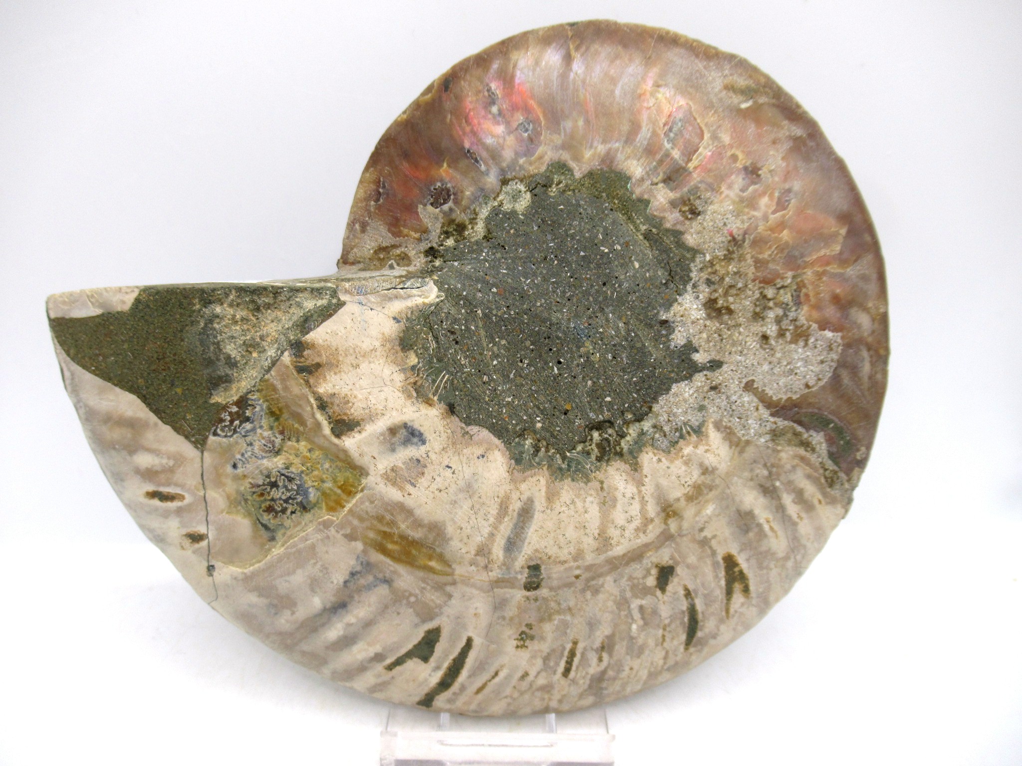 Madagascar Cretaceous Cleoniceras Ammonite LG+ Pair 157a | Fossils for Sale General Cretaceous Age Cleoniceras Ammonite Lg Pair Fossils From Madagascar For Sale #157a