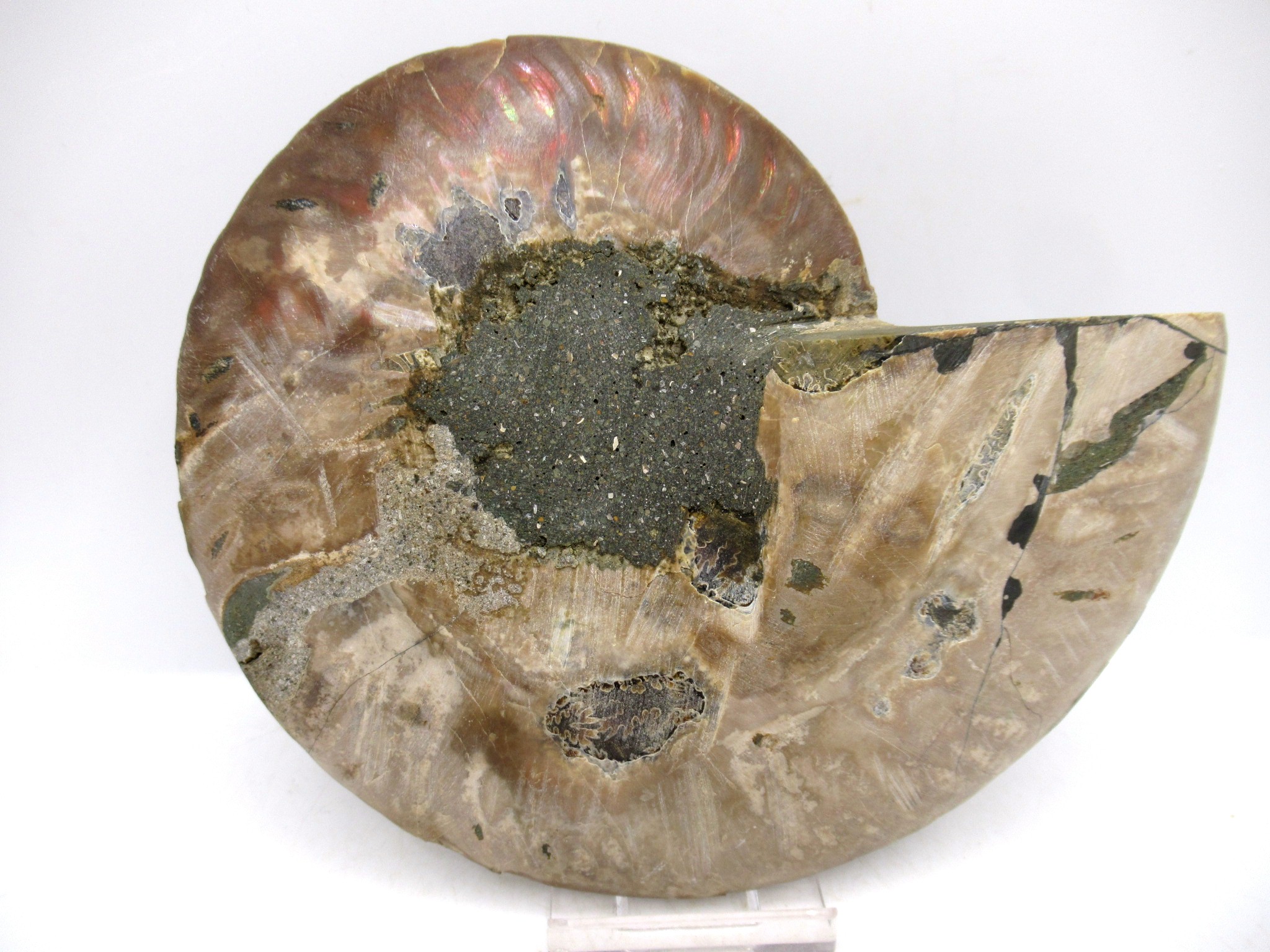 Madagascar Cretaceous Cleoniceras Ammonite LG+ Pair 157c | Fossils for Sale General Cretaceous Age Cleoniceras Ammonite Lg Pair Fossils From Madagascar For Sale #157c