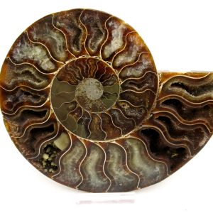 Madagascar Ammonite Pair Fossil for Sale LG+~ 5.70" #158