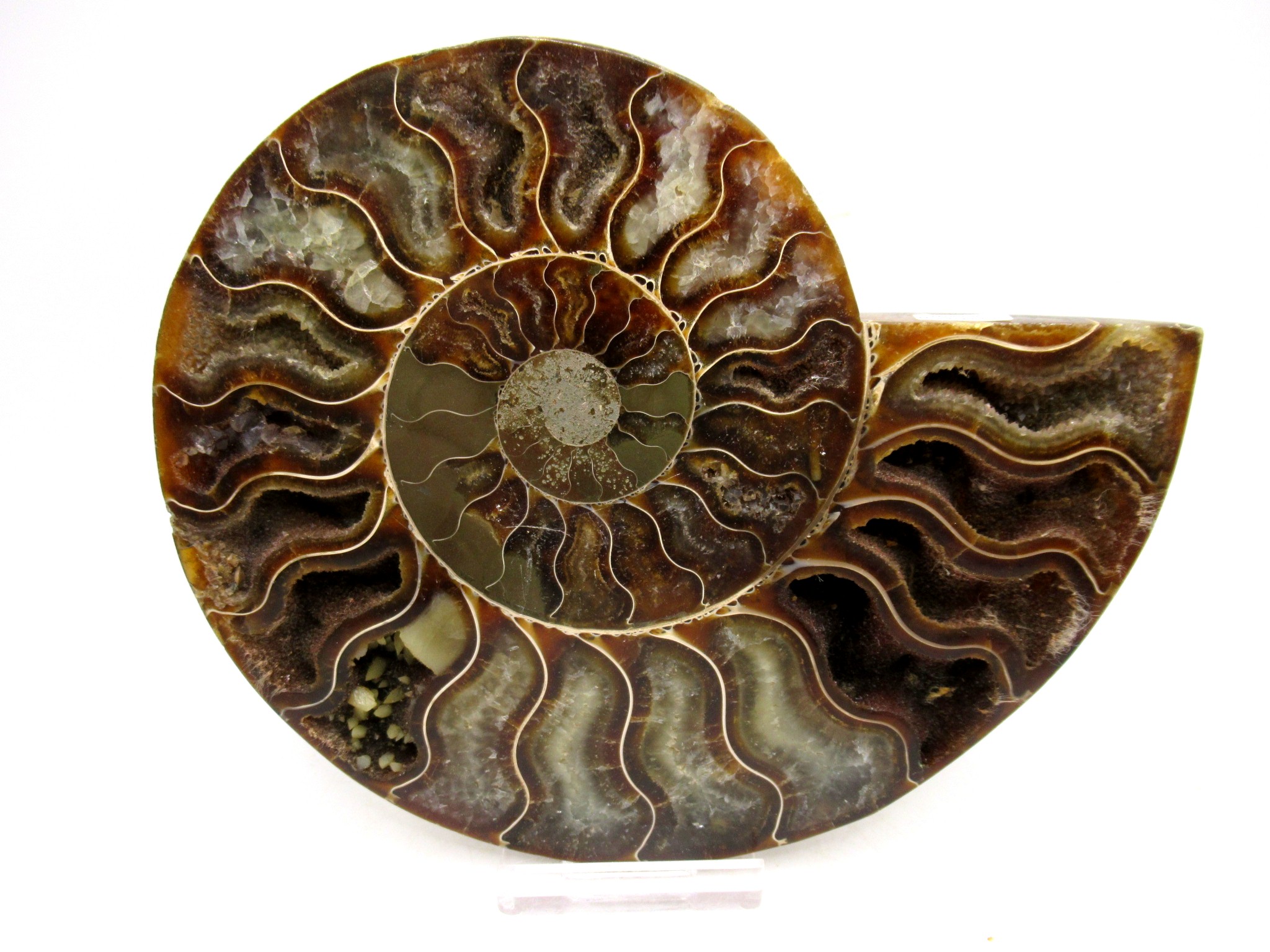 Madagascar Cretaceous Cleoniceras Ammonite LG+ Pair 158 | Fossils for Sale General Cretaceous Age Cleoniceras Ammonite Lg Pair Fossils From Madagascar For Sale #158