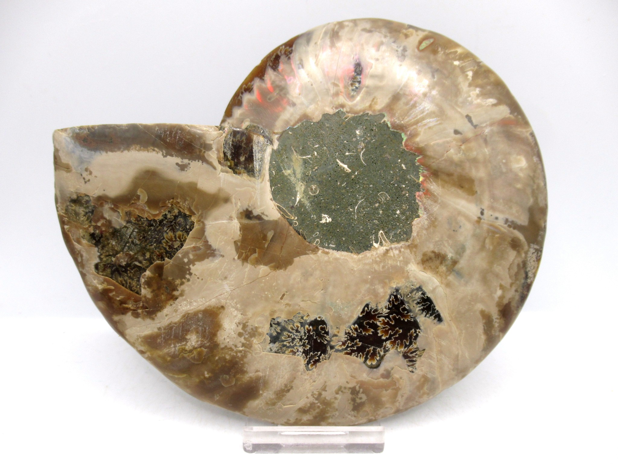 Madagascar Cretaceous Cleoniceras Ammonite LG+ Pair 158a | Fossils for Sale General Cretaceous Age Cleoniceras Ammonite Lg Pair Fossils From Madagascar For Sale #158a