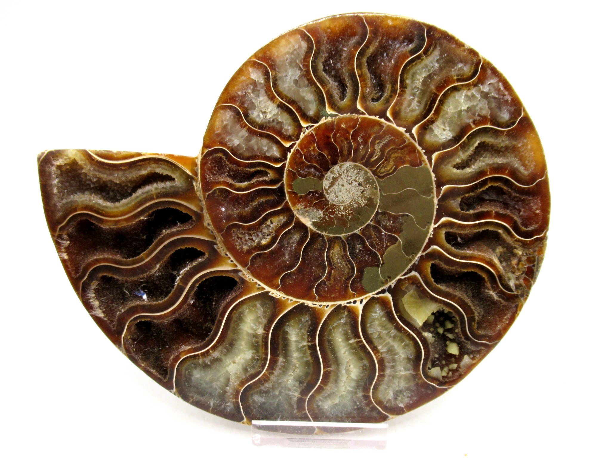 Madagascar Cretaceous Cleoniceras Ammonite LG+ Pair 158b | Fossils for Sale General Cretaceous Age Cleoniceras Ammonite Lg Pair Fossils From Madagascar For Sale #158b