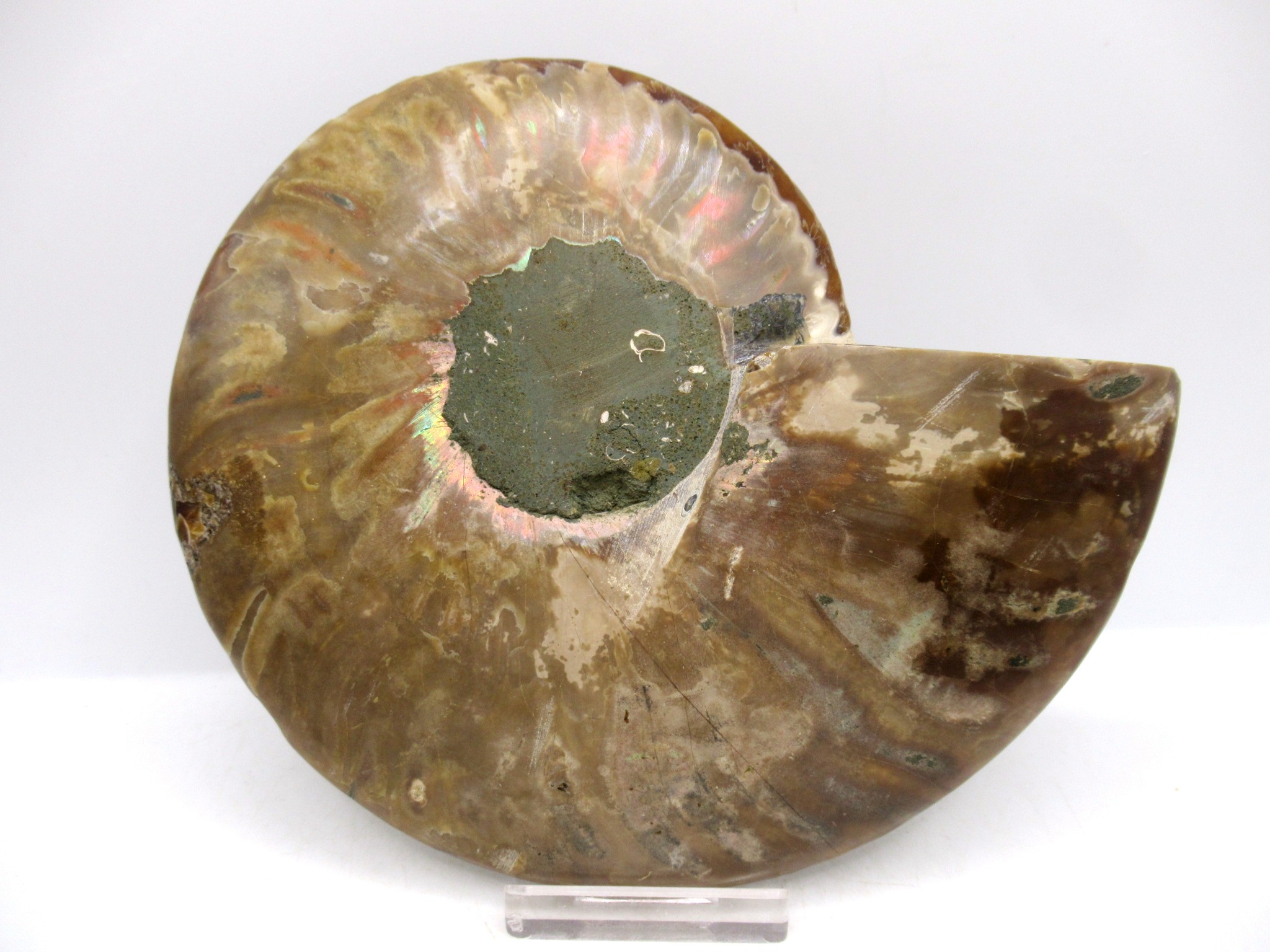 Madagascar Cretaceous Cleoniceras Ammonite LG+ Pair 158c | Fossils for Sale General Cretaceous Age Cleoniceras Ammonite Lg Pair Fossils From Madagascar For Sale #158c