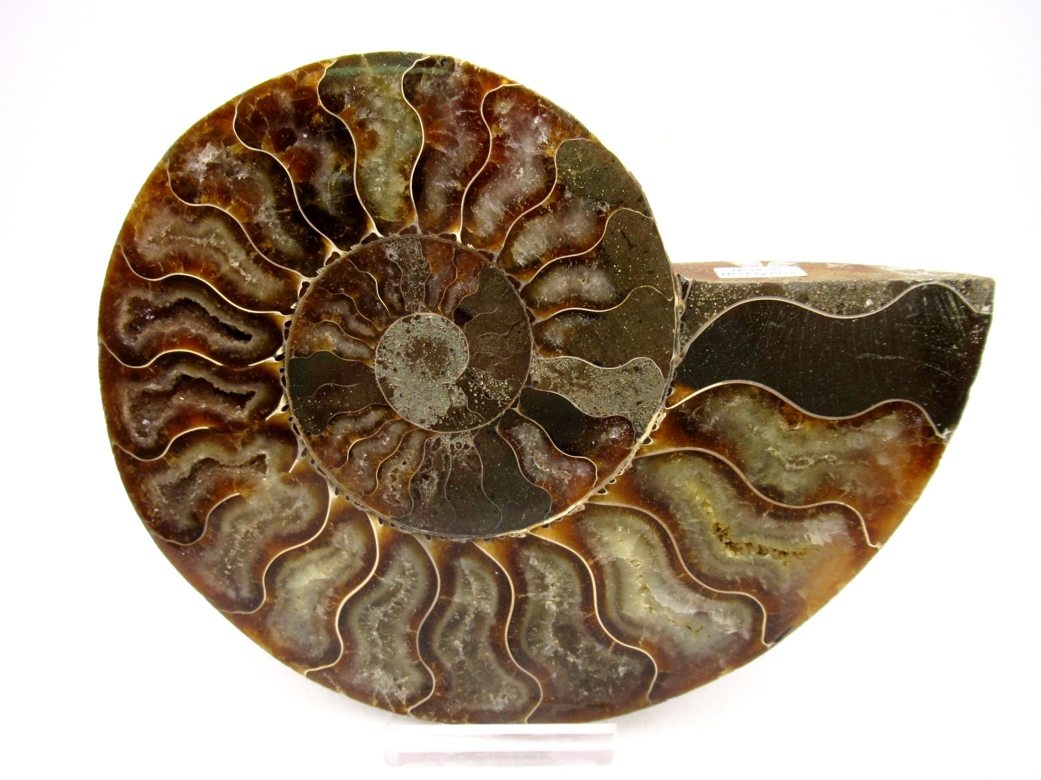 Madagascar Cretaceous Cleoniceras Ammonite LG+ Pair 159 | Fossils for Sale General Cretaceous Age Cleoniceras Ammonite Lg Pair Fossils From Madagascar For Sale #159