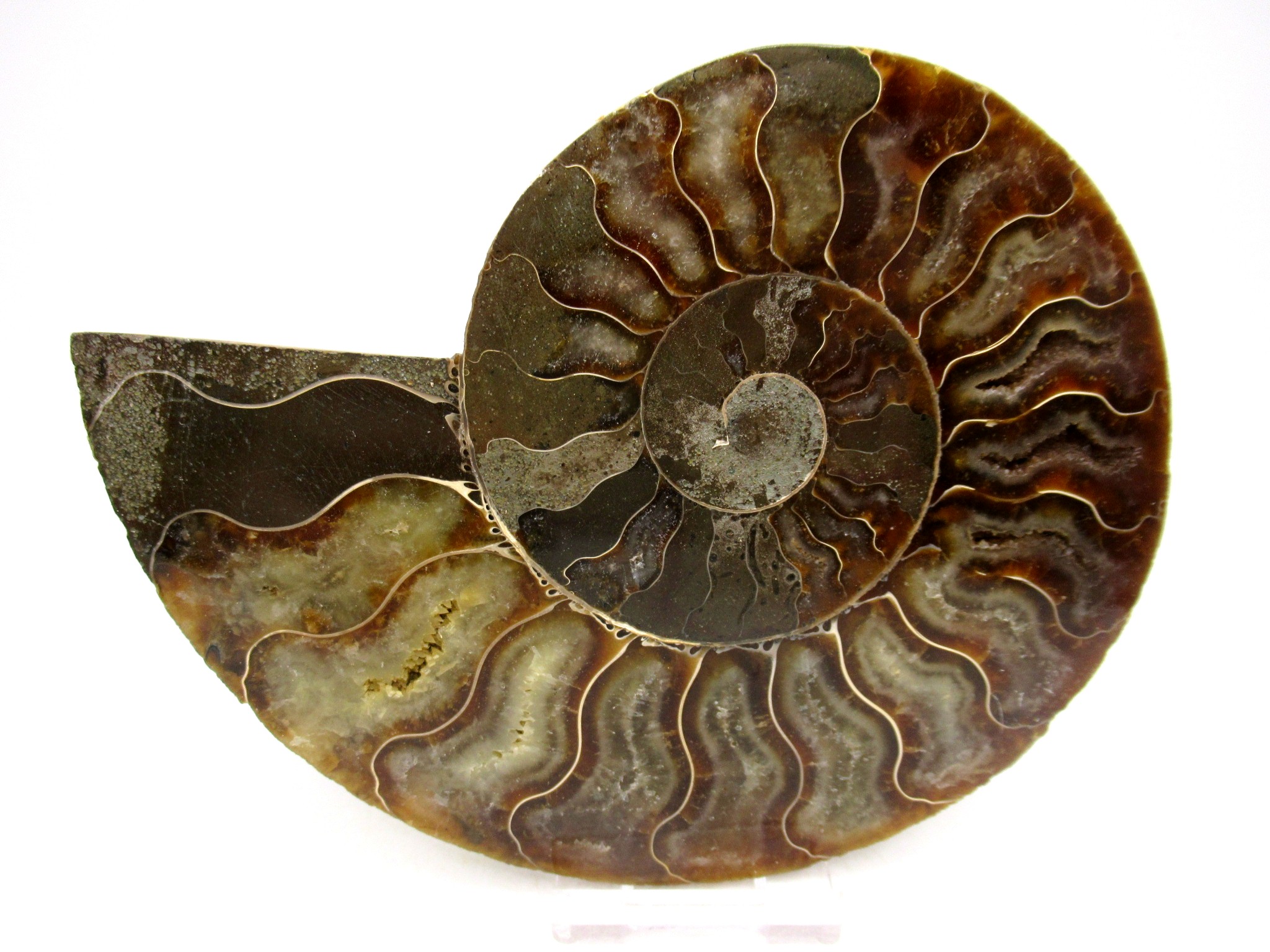Madagascar Cretaceous Cleoniceras Ammonite LG+ Pair 159b | Fossils for Sale General Cretaceous Age Cleoniceras Ammonite Lg Pair Fossils From Madagascar For Sale #159b