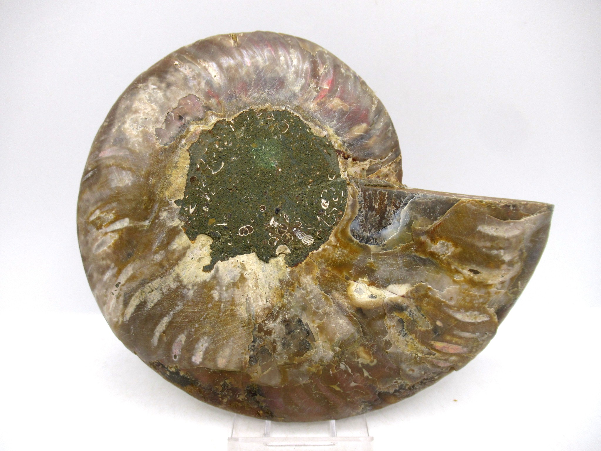 Madagascar Cretaceous Cleoniceras Ammonite LG+ Pair 159c | Fossils for Sale General Cretaceous Age Cleoniceras Ammonite Lg Pair Fossils From Madagascar For Sale #159c