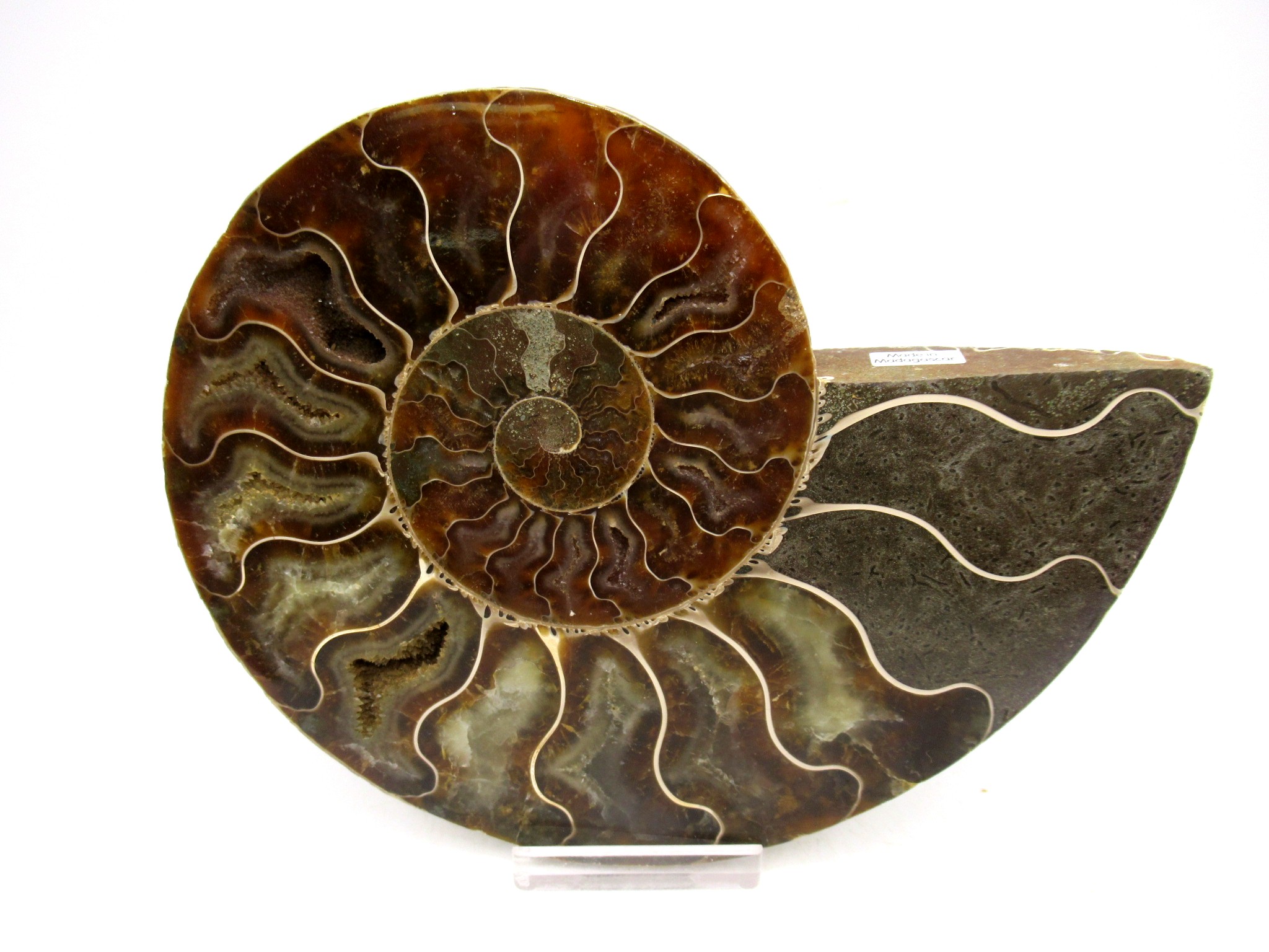 Madagascar Cretaceous Cleoniceras Ammonite LG+ Pair 161 | Fossils for Sale General Cretaceous Age Cleoniceras Ammonite Lg Pair Fossils From Madagascar For Sale #161