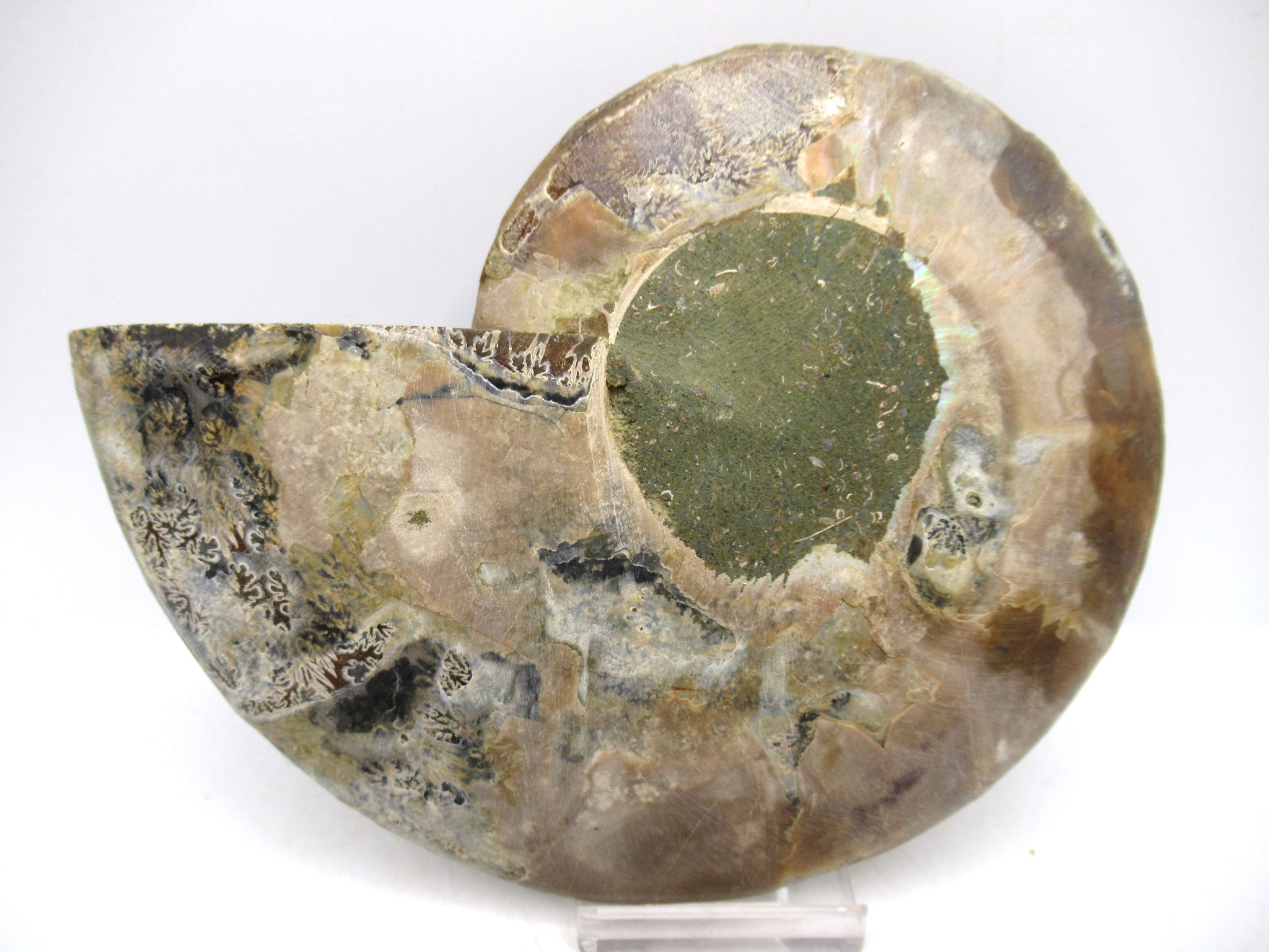 Madagascar Cretaceous Cleoniceras Ammonite LG+ Pair 161a | Fossils for Sale General Cretaceous Age Cleoniceras Ammonite Lg Pair Fossils From Madagascar For Sale #161a