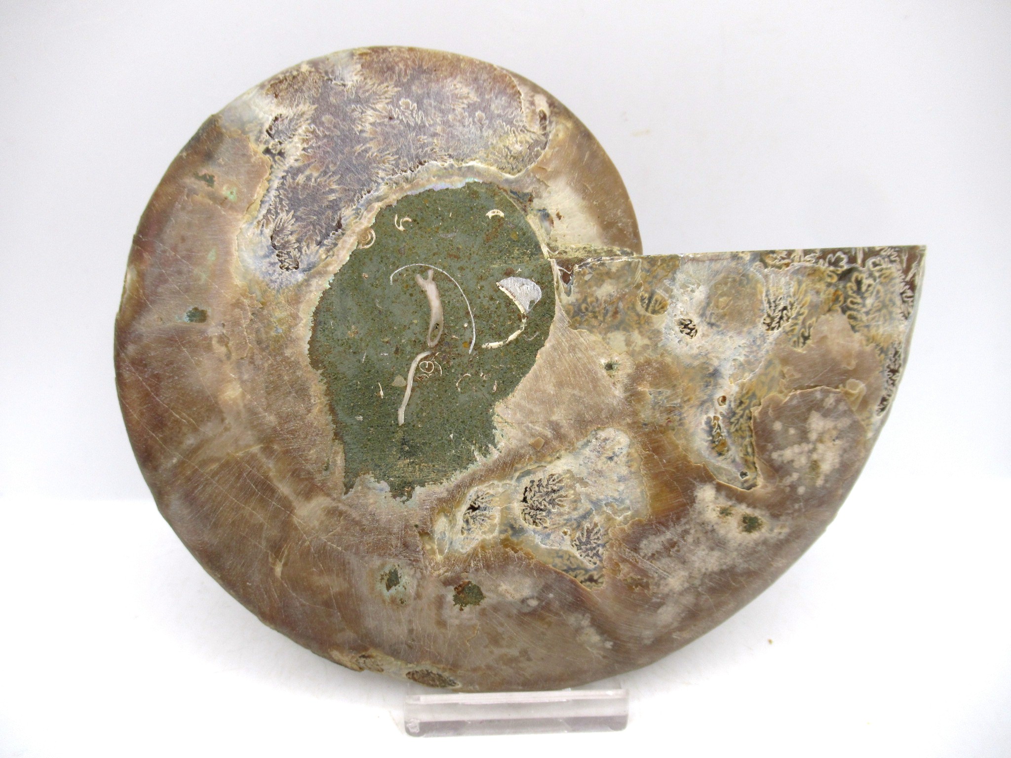 Madagascar Cretaceous Cleoniceras Ammonite LG+ Pair 161c | Fossils for Sale General Cretaceous Age Cleoniceras Ammonite Lg Pair Fossils From Madagascar For Sale #161c