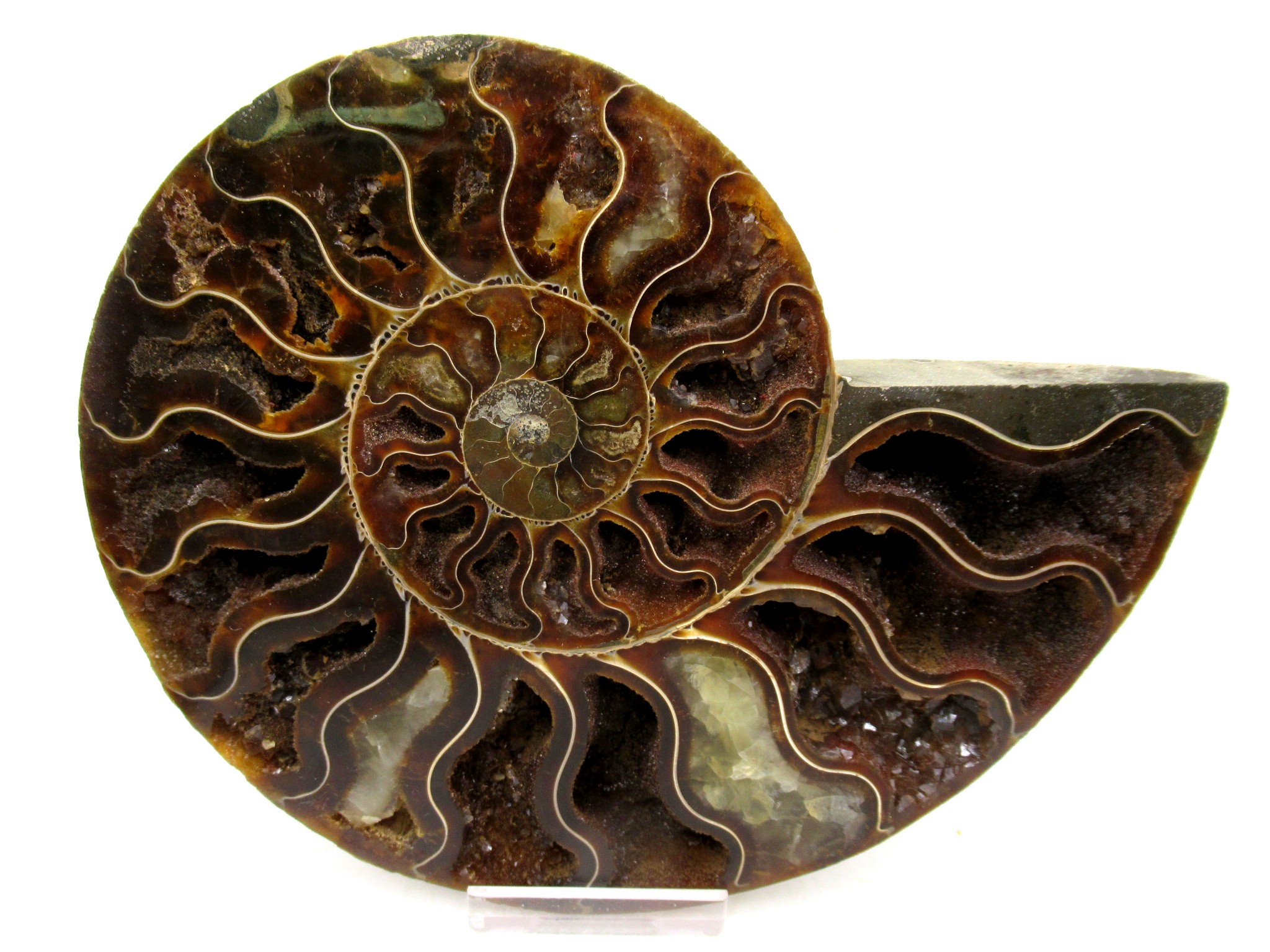 Madagascar Cretaceous Cleoniceras Ammonite LG+ Pair 162 | Fossils for Sale General Cretaceous Age Cleoniceras Ammonite Lg Pair Fossils From Madagascar For Sale #162