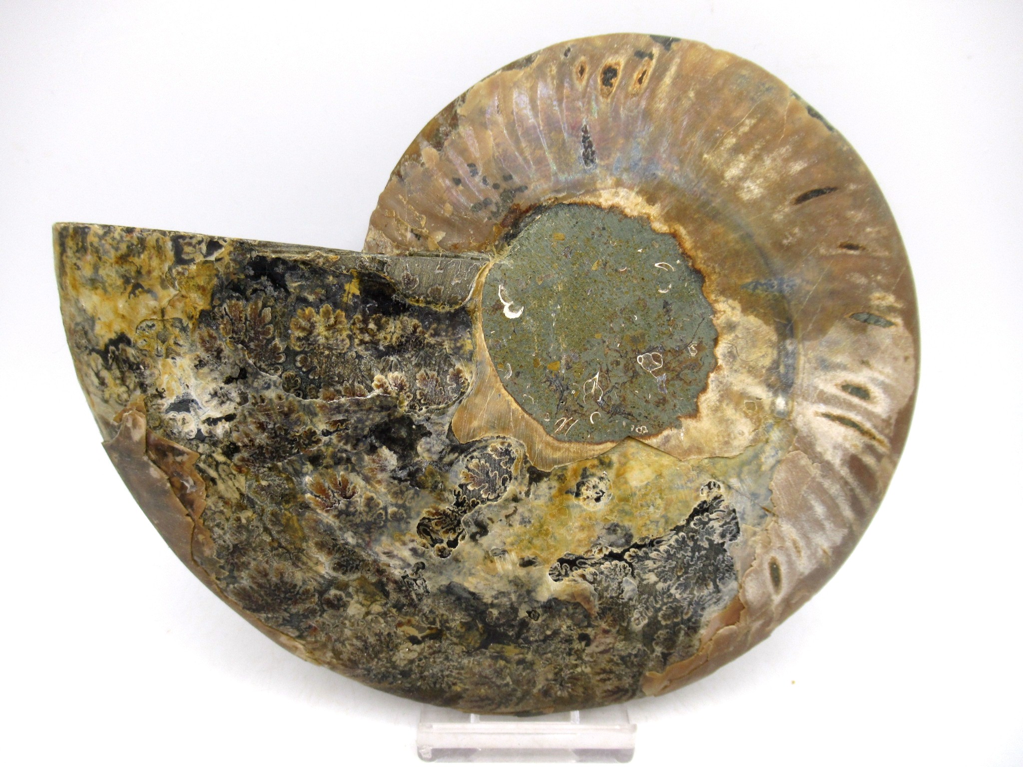 Madagascar Cretaceous Cleoniceras Ammonite LG+ Pair 162a | Fossils for Sale General Cretaceous Age Cleoniceras Ammonite Lg Pair Fossils From Madagascar For Sale #162a