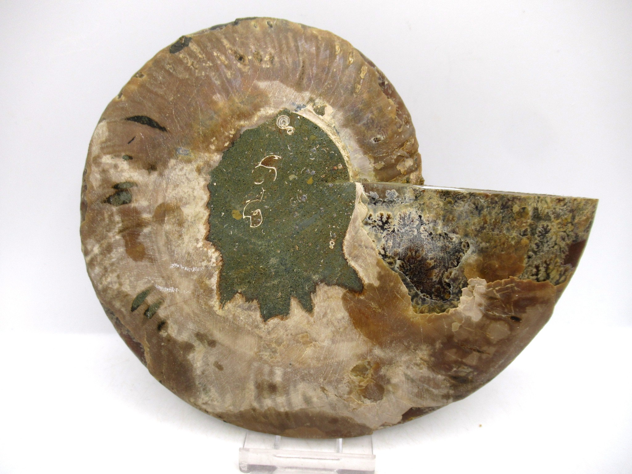 Madagascar Cretaceous Cleoniceras Ammonite LG+ Pair 162c | Fossils for Sale General Cretaceous Age Cleoniceras Ammonite Lg Pair Fossils From Madagascar For Sale #162c