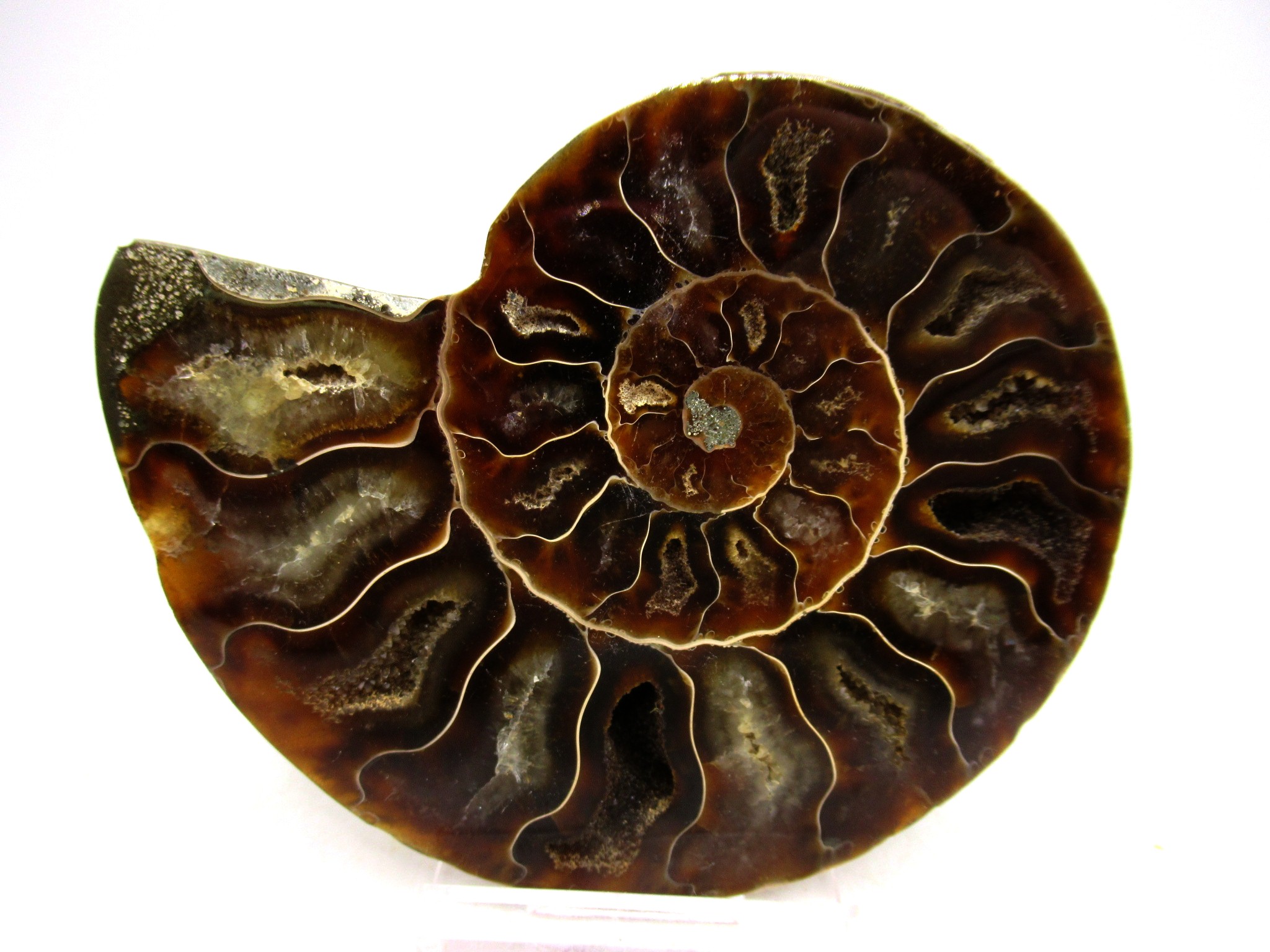 Madagascar Cretaceous Cleoniceras Ammonite MED Pair 144 | Fossils for Sale General Cretaceous Age Cleoniceras Ammonite Medium Pair Fossils From Madagascar For Sale #144