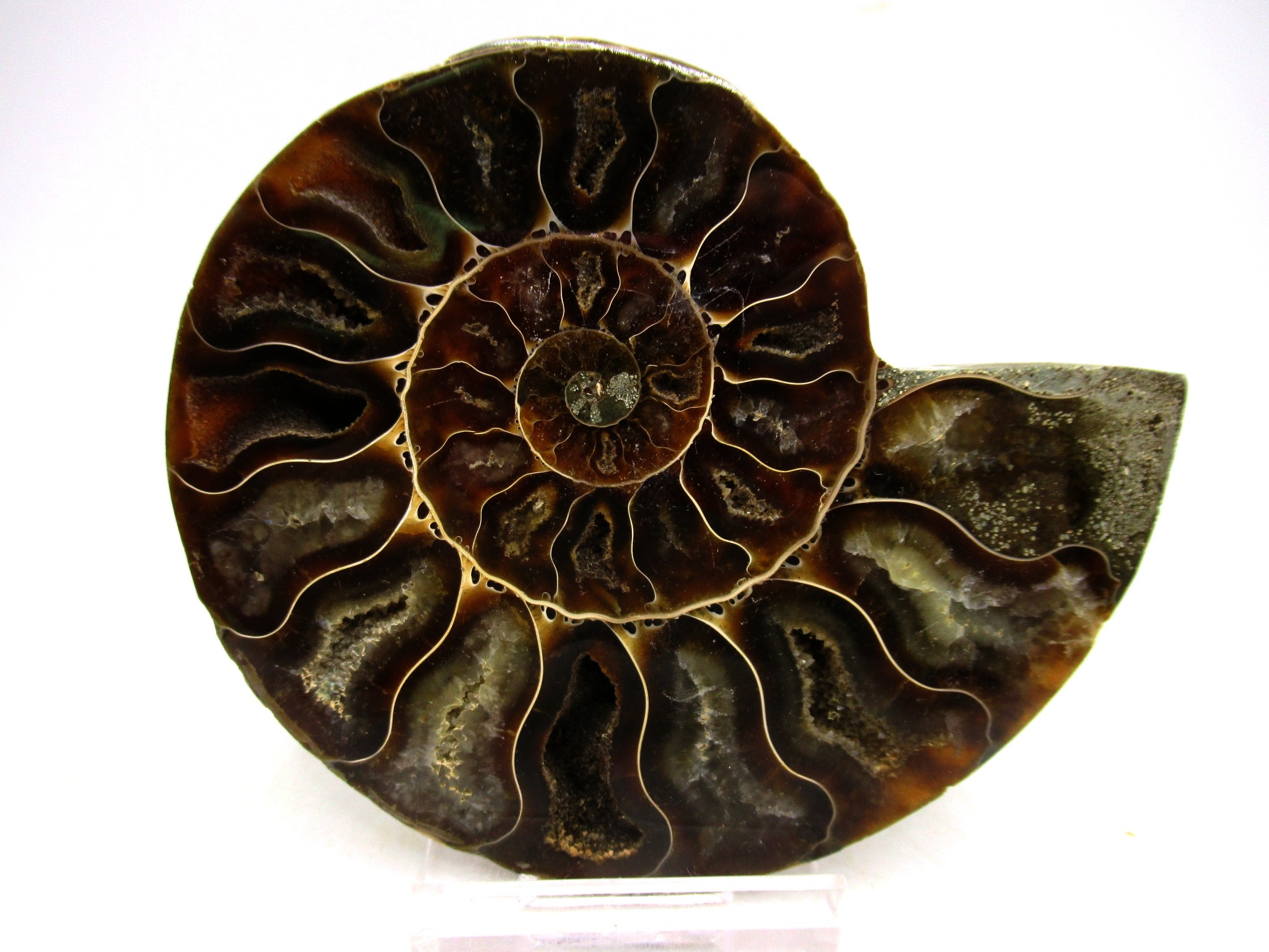 Madagascar Cretaceous Cleoniceras Ammonite MED Pair 144b | Fossils for Sale General Cretaceous Age Cleoniceras Ammonite Medium Pair Fossils From Madagascar For Sale #144b