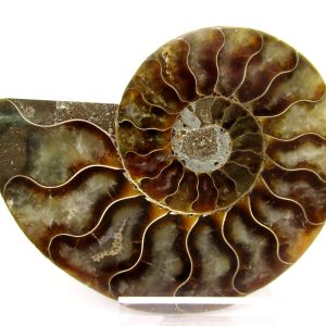 General Cretaceous Age Cleoniceras Ammonite Medium Pair Fossils From Madagascar For Sale #145