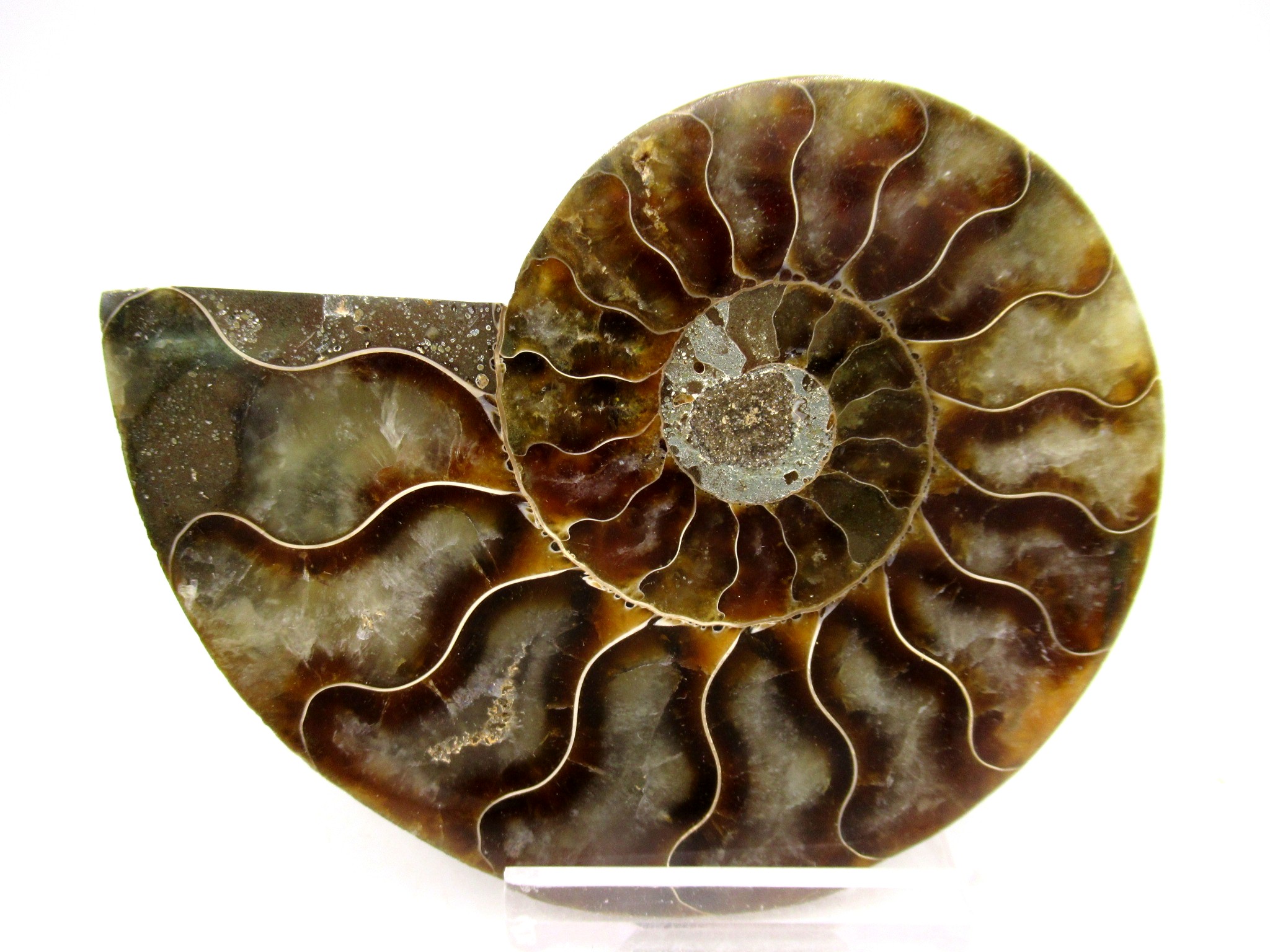 Madagascar Cretaceous Cleoniceras Ammonite MED Pair 145 | Fossils for Sale General Cretaceous Age Cleoniceras Ammonite Medium Pair Fossils From Madagascar For Sale #145
