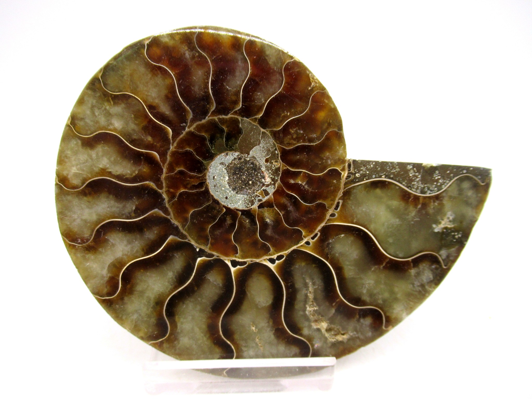 Madagascar Cretaceous Cleoniceras Ammonite MED Pair 145b | Fossils for Sale General Cretaceous Age Cleoniceras Ammonite Medium Pair Fossils From Madagascar For Sale #145b