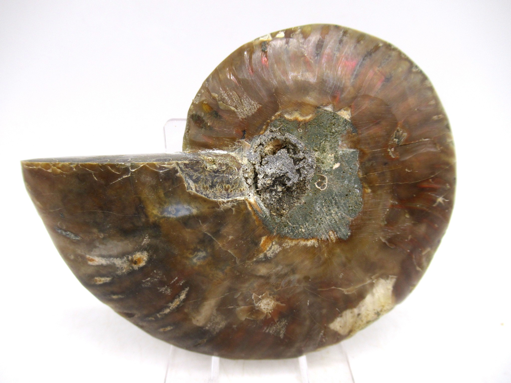 Madagascar Cretaceous Cleoniceras Ammonite MED Pair 145c | Fossils for Sale General Cretaceous Age Cleoniceras Ammonite Medium Pair Fossils From Madagascar For Sale #145c