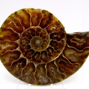 General Cretaceous Age Cleoniceras Ammonite Medium Pair Fossils From Madagascar For Sale #146
