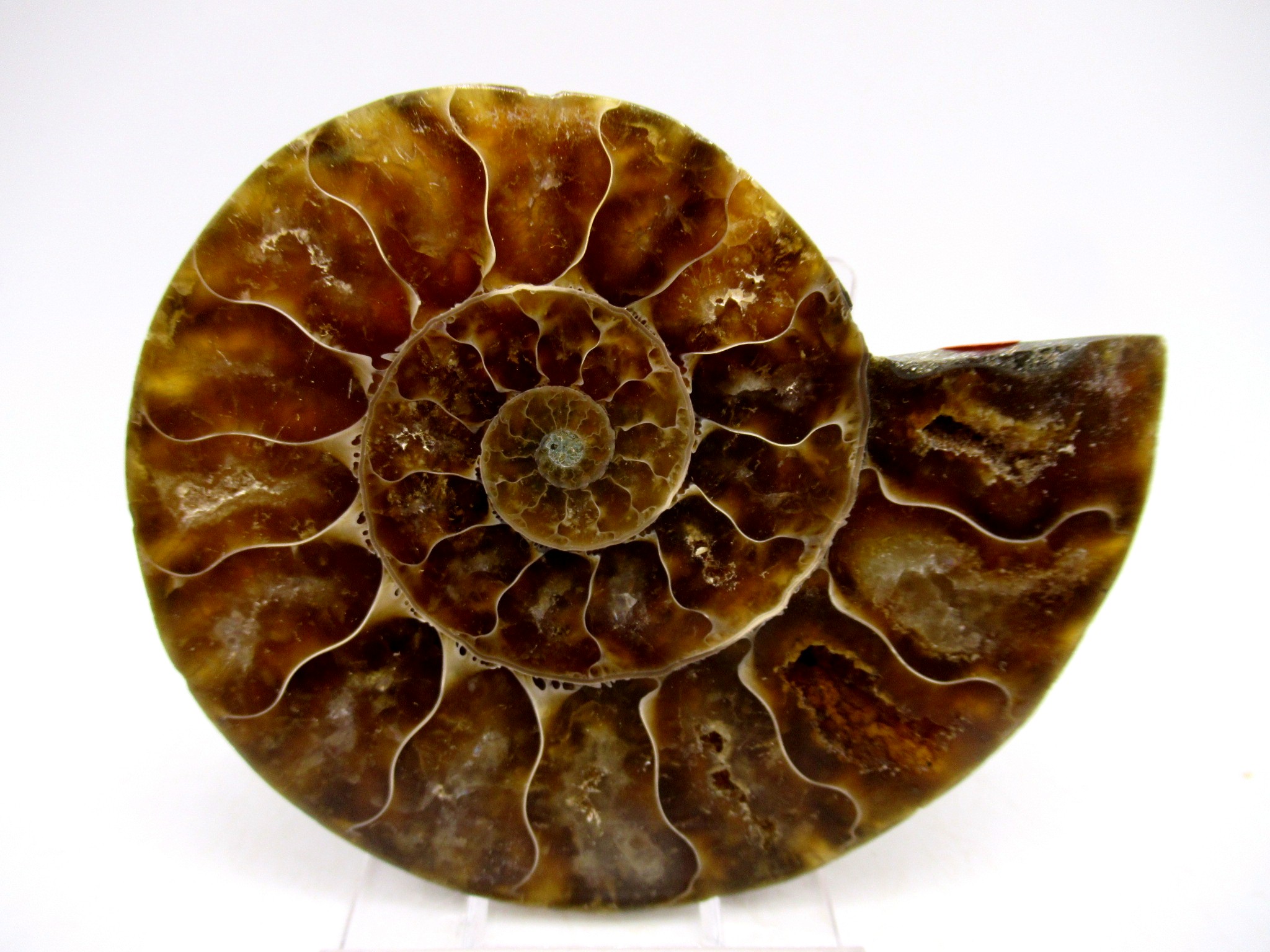 Madagascar Cretaceous Cleoniceras Ammonite MED Pair 146 | Fossils for Sale General Cretaceous Age Cleoniceras Ammonite Medium Pair Fossils From Madagascar For Sale #146