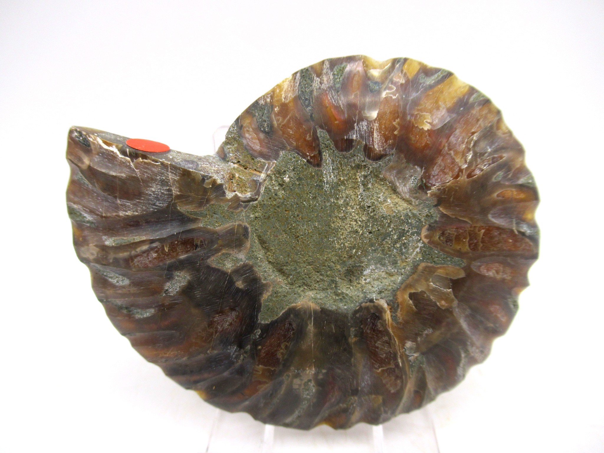 Madagascar Cretaceous Cleoniceras Ammonite MED Pair 146a | Fossils for Sale General Cretaceous Age Cleoniceras Ammonite Medium Pair Fossils From Madagascar For Sale #146a