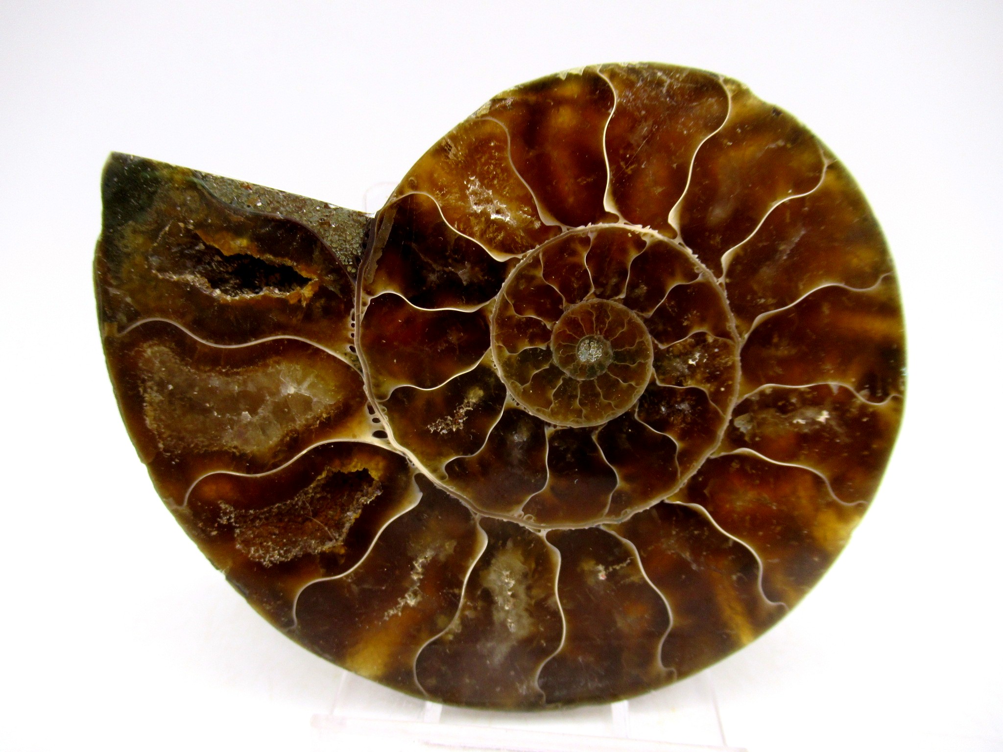 Madagascar Cretaceous Cleoniceras Ammonite MED Pair 146b | Fossils for Sale General Cretaceous Age Cleoniceras Ammonite Medium Pair Fossils From Madagascar For Sale #146b