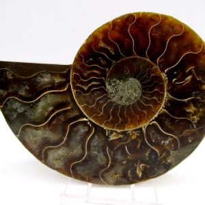 General Cretaceous Age Cleoniceras Ammonite Medium Pair Fossils From Madagascar For Sale #147