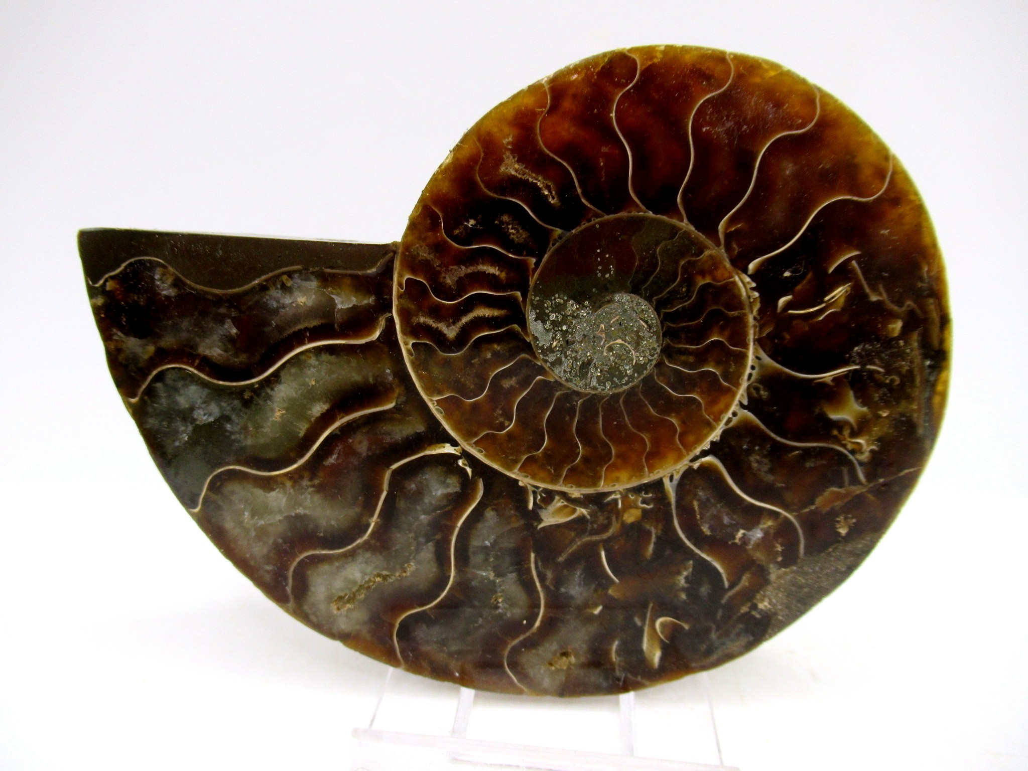 Madagascar Cretaceous Cleoniceras Ammonite MED Pair 147 | Fossils for Sale General Cretaceous Age Cleoniceras Ammonite Medium Pair Fossils From Madagascar For Sale #147