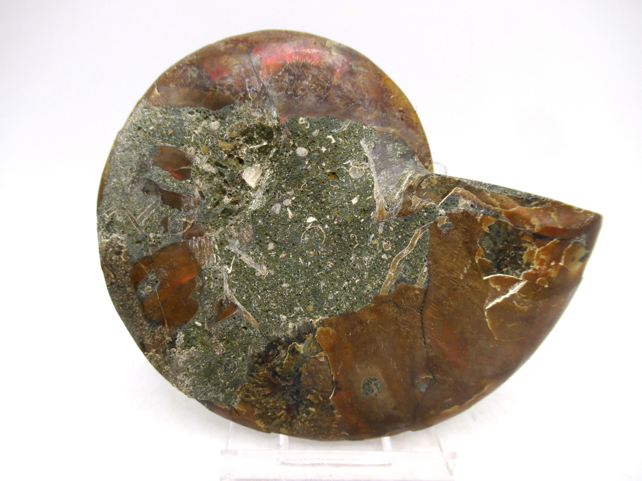 Madagascar Cretaceous Cleoniceras Ammonite MED Pair 147a | Fossils for Sale General Cretaceous Age Cleoniceras Ammonite Medium Pair Fossils From Madagascar For Sale #147a