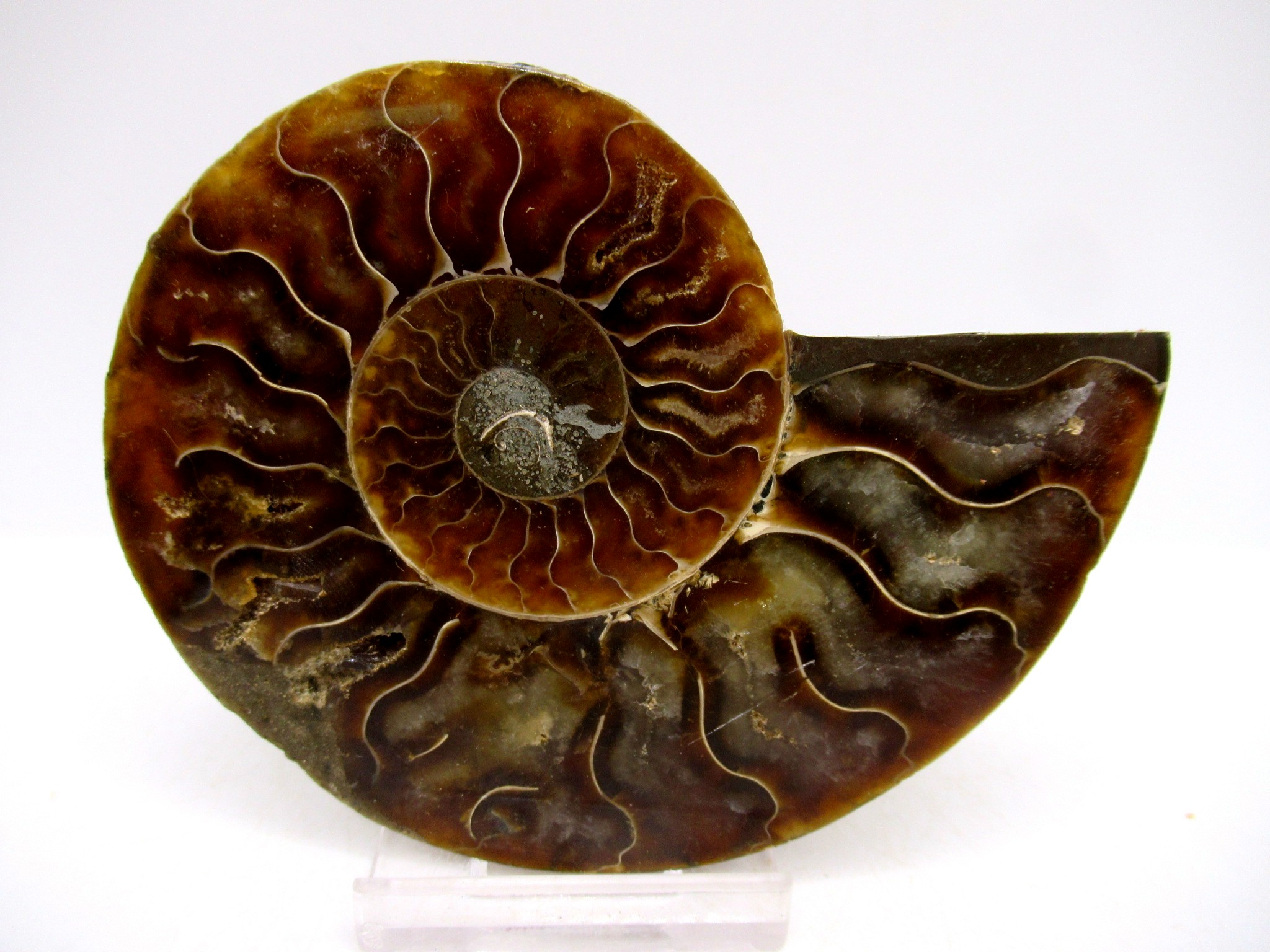 Madagascar Cretaceous Cleoniceras Ammonite MED Pair 147b | Fossils for Sale General Cretaceous Age Cleoniceras Ammonite Medium Pair Fossils From Madagascar For Sale #147b