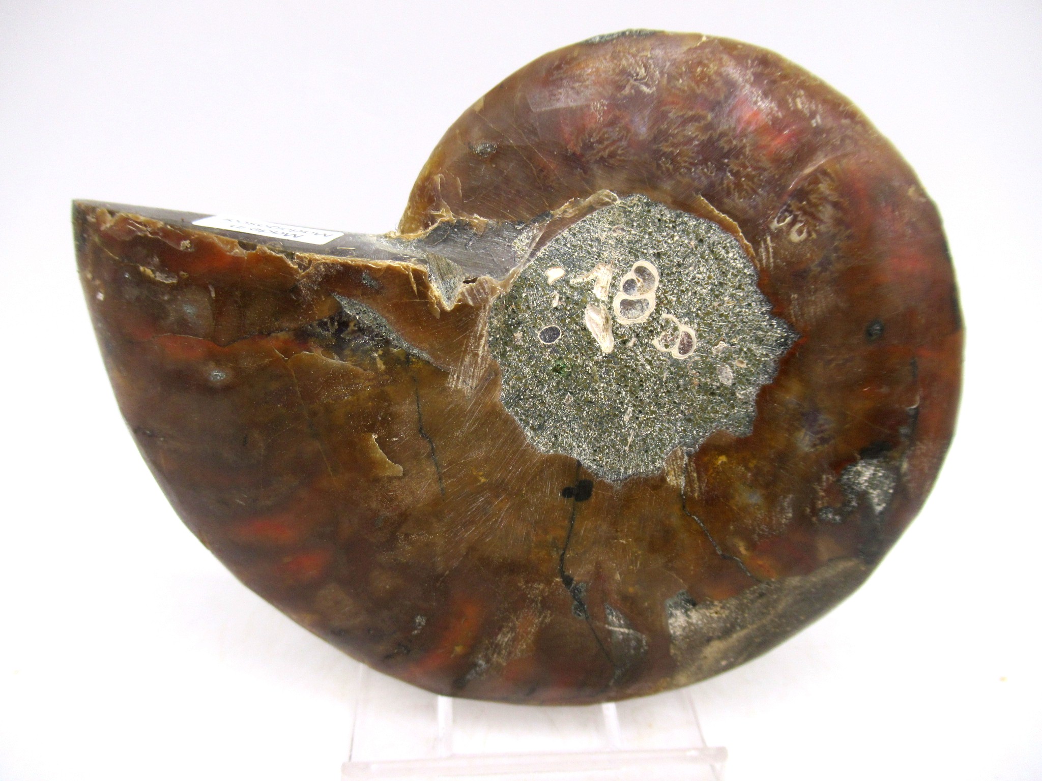 Madagascar Cretaceous Cleoniceras Ammonite MED Pair 147c | Fossils for Sale General Cretaceous Age Cleoniceras Ammonite Medium Pair Fossils From Madagascar For Sale #147c