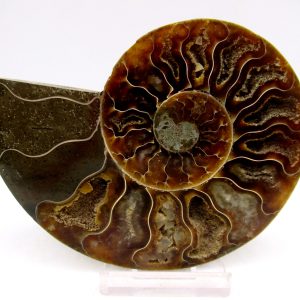 General Cretaceous Age Cleoniceras Ammonite Medium Pair Fossils From Madagascar For Sale #148