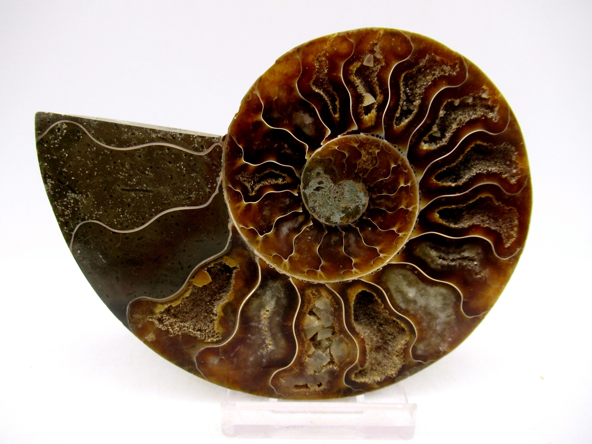 Madagascar Cretaceous Cleoniceras Ammonite MED Pair 148 | Fossils for Sale General Cretaceous Age Cleoniceras Ammonite Medium Pair Fossils From Madagascar For Sale #148