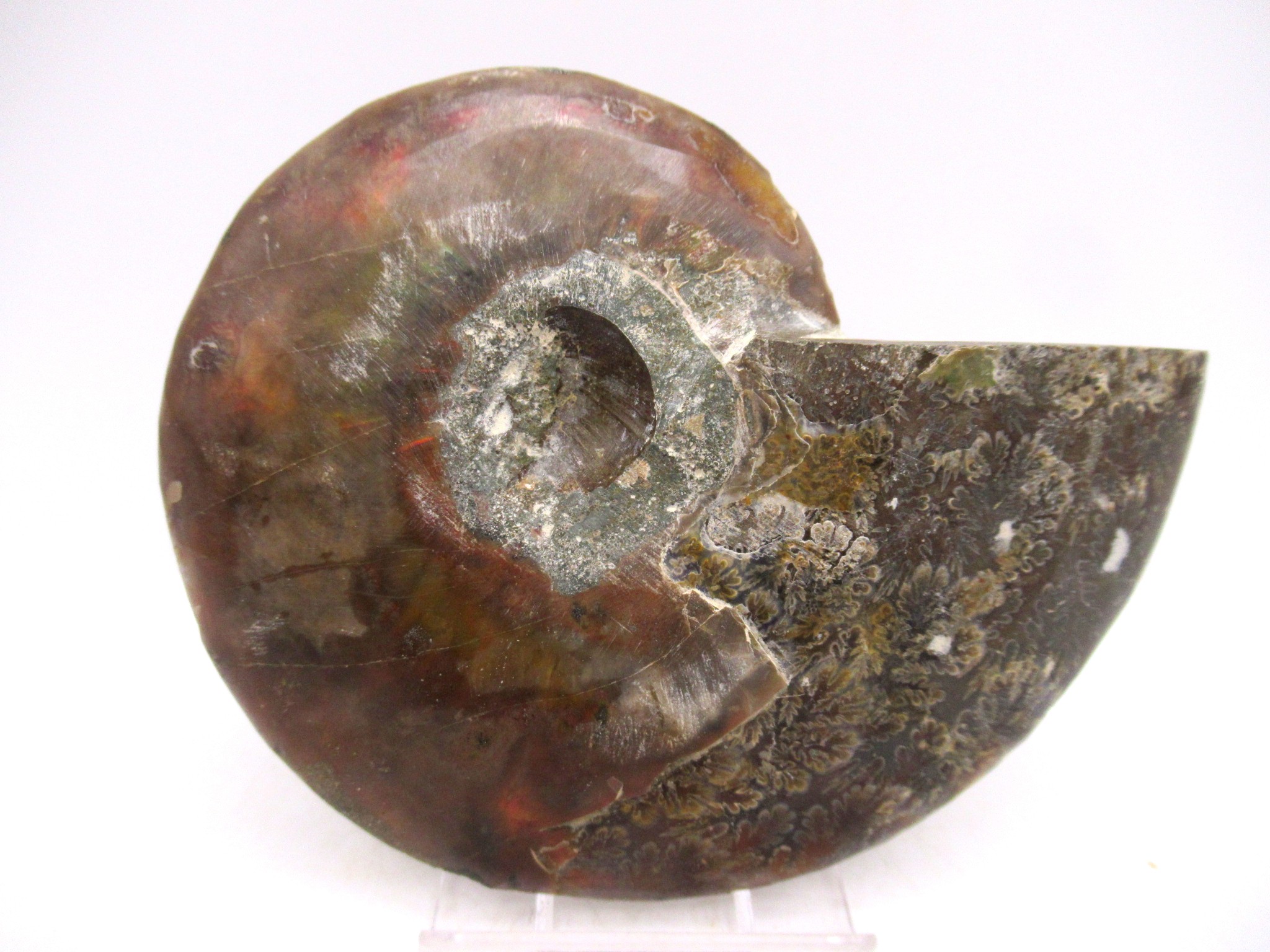 Madagascar Cretaceous Cleoniceras Ammonite MED Pair 148a | Fossils for Sale General Cretaceous Age Cleoniceras Ammonite Medium Pair Fossils From Madagascar For Sale #148a