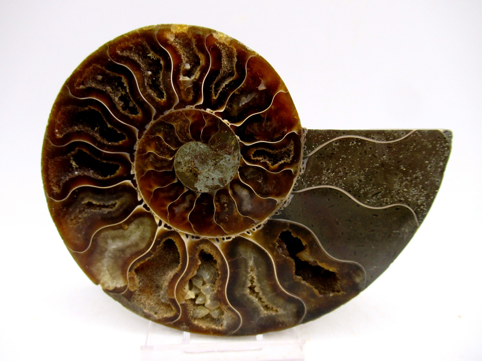 Madagascar Cretaceous Cleoniceras Ammonite MED Pair 148b | Fossils for Sale General Cretaceous Age Cleoniceras Ammonite Medium Pair Fossils From Madagascar For Sale #148b