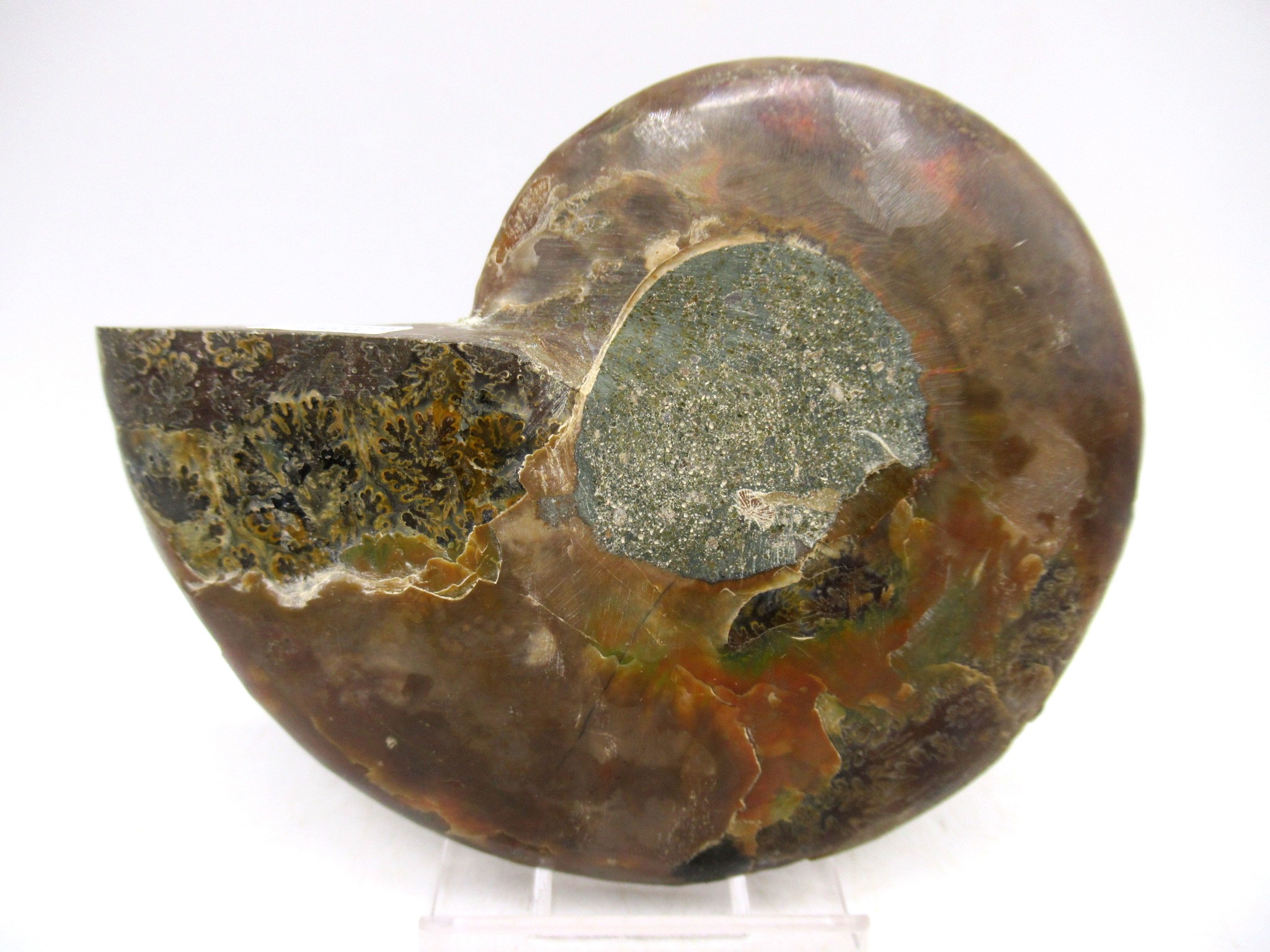 Madagascar Cretaceous Cleoniceras Ammonite MED Pair 148c | Fossils for Sale General Cretaceous Age Cleoniceras Ammonite Medium Pair Fossils From Madagascar For Sale #148c