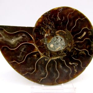 General Cretaceous Age Cleoniceras Ammonite Medium Pair Fossils From Madagascar For Sale #149
